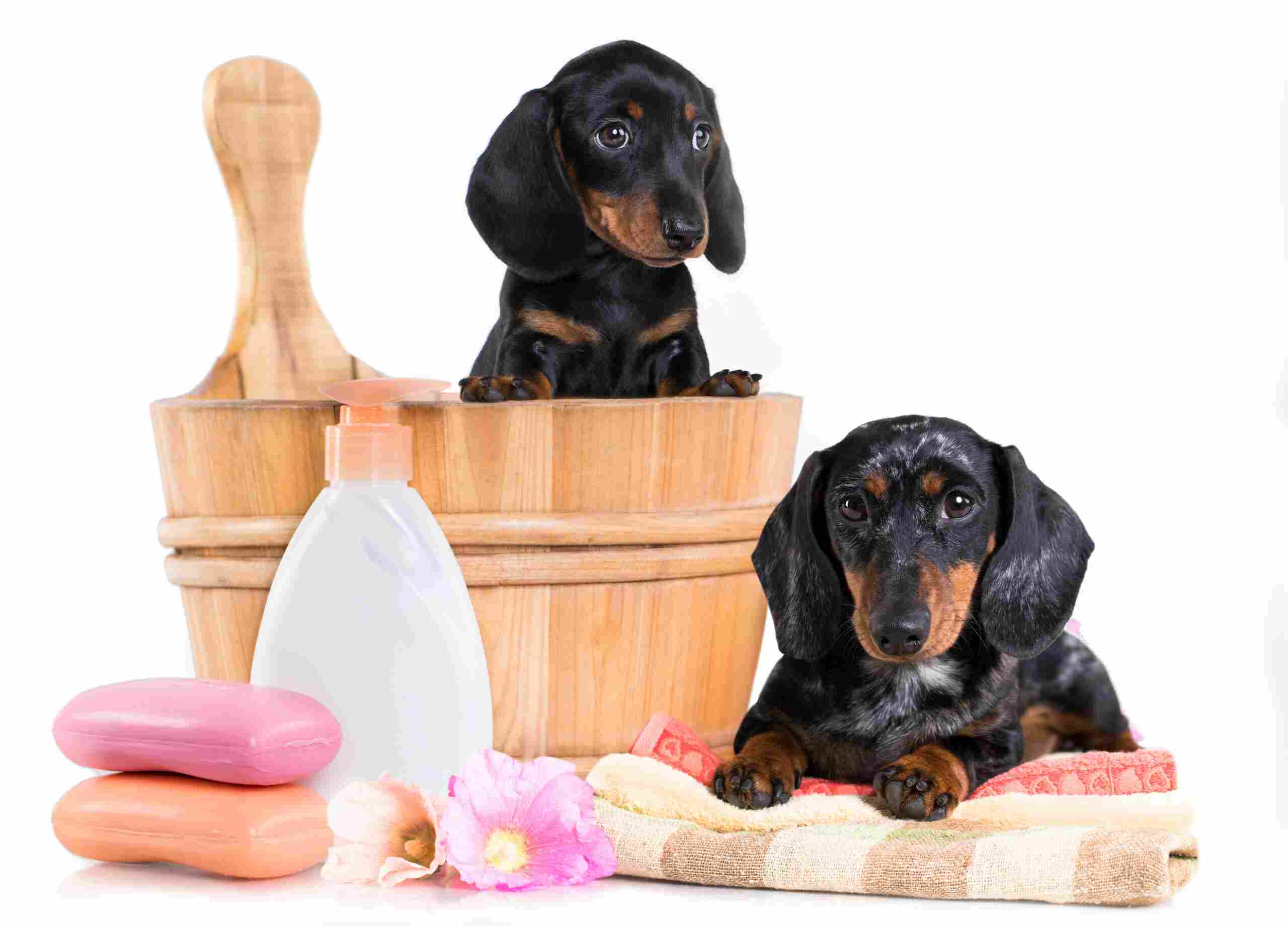 dog pet care natural products