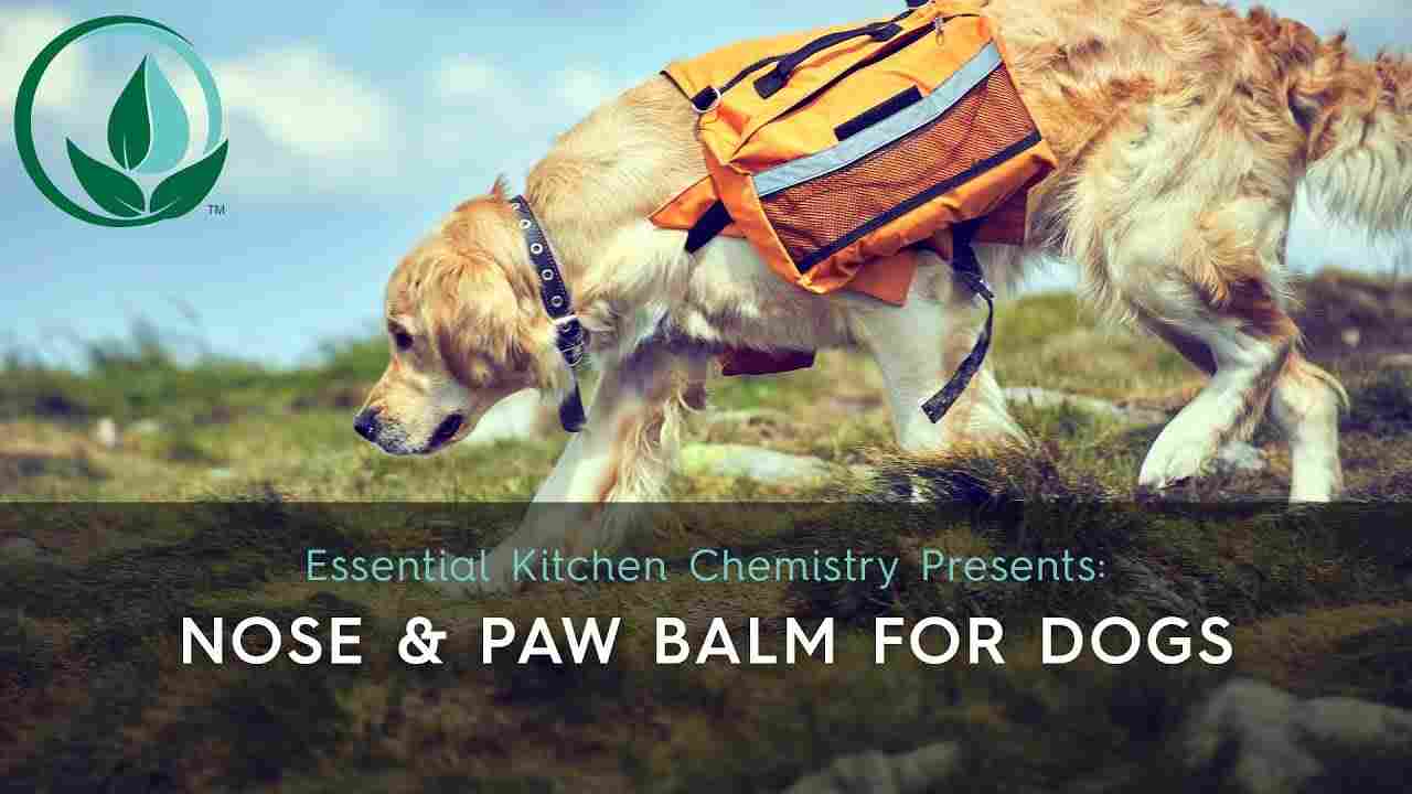 nose & paw balm for dogs DIY recipe at home safe for dogs. Image sjows dog outside with saddle bags sniffing the ground
